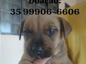 Cachorro raça SRD-ViraLata idade 2 a 6 meses nome sem nome 