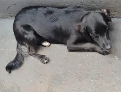 Cachorro raça SRD-ViraLata idade 7 a 11 meses nome Rebeca