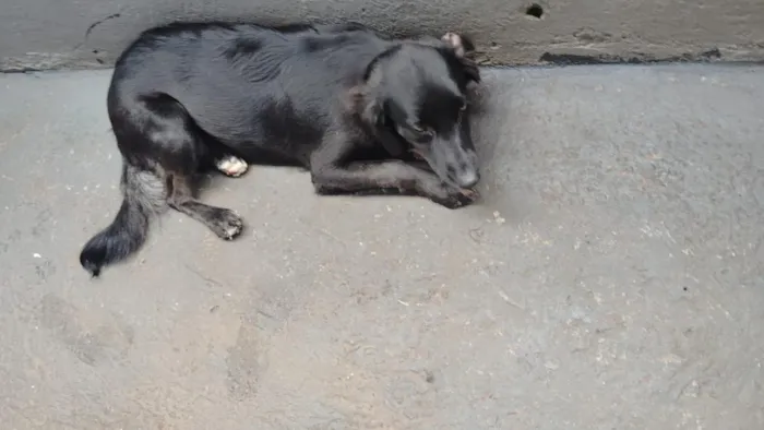 Cachorro raça SRD-ViraLata idade 7 a 11 meses nome Rebeca