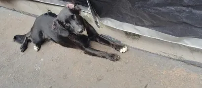 Cachorro raça SRD-ViraLata idade 7 a 11 meses nome Rebeca