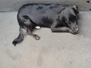 Cachorro raça SRD-ViraLata idade 7 a 11 meses nome Rebeca