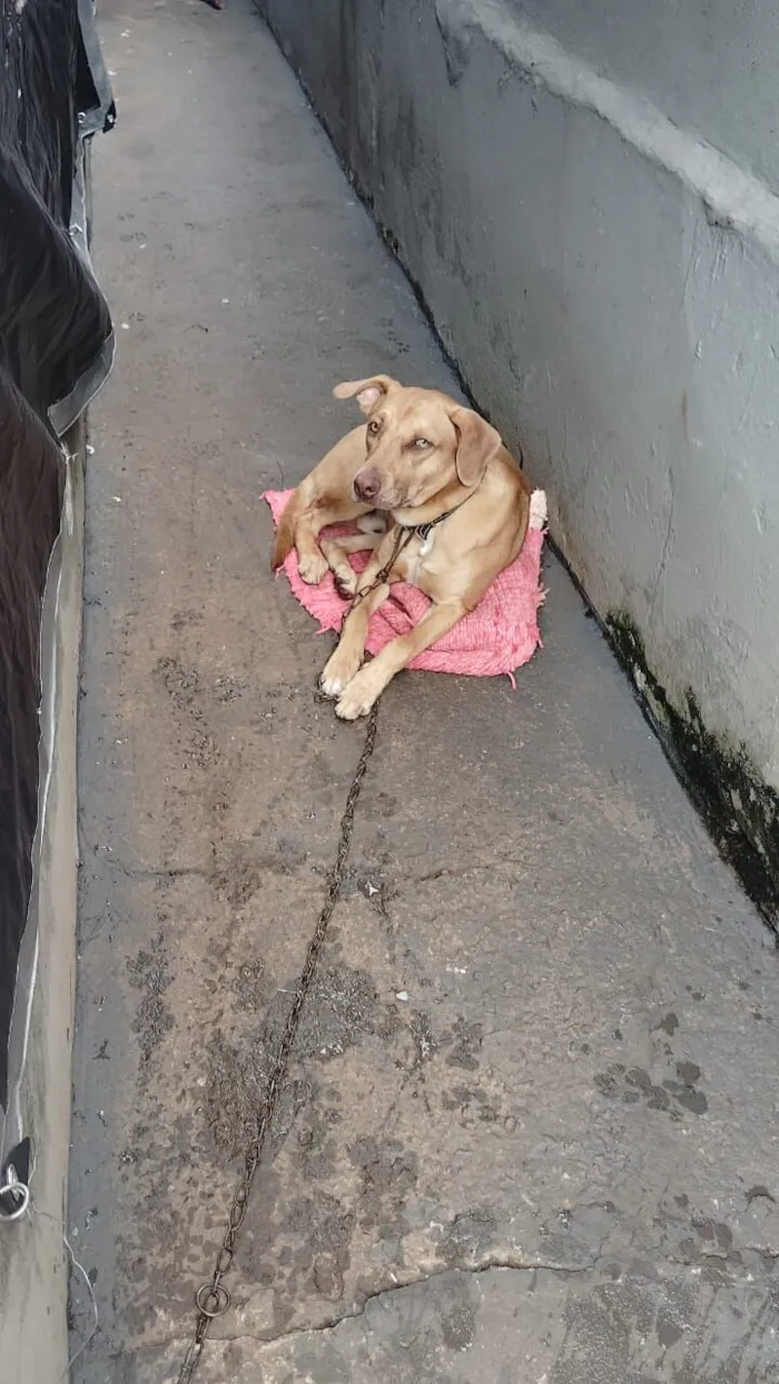Cachorro raça SRD-ViraLata idade 7 a 11 meses nome Max 