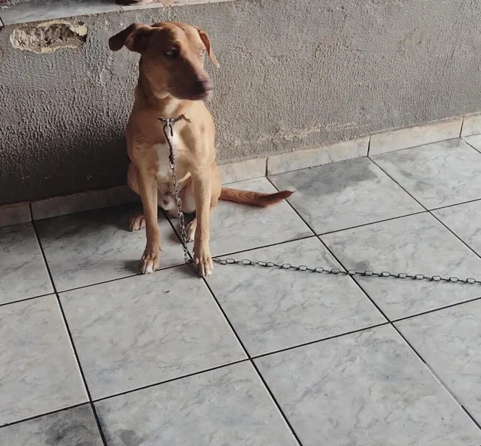 Cachorro raça SRD-ViraLata idade 7 a 11 meses nome Max 