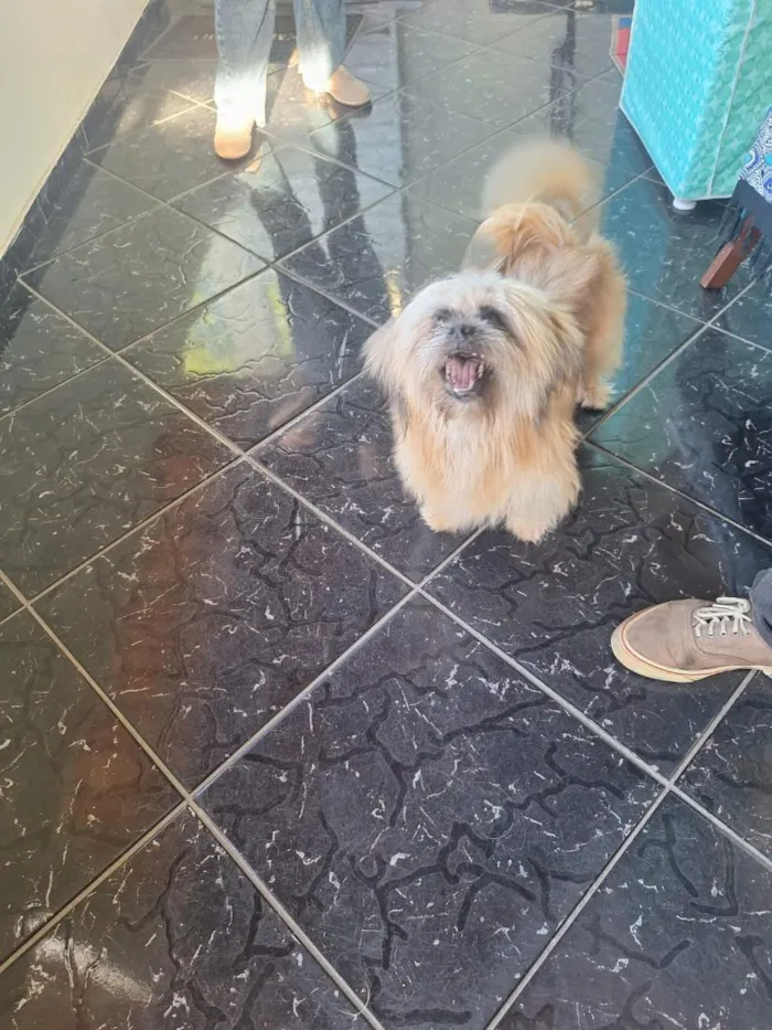 Cachorro raça Lhasa Apso idade 4 anos nome Tande