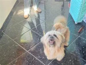 Cachorro raça Lhasa Apso idade 4 anos nome Tande