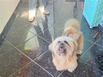 Cachorro raça Lhasa Apso idade 4 anos nome Tande