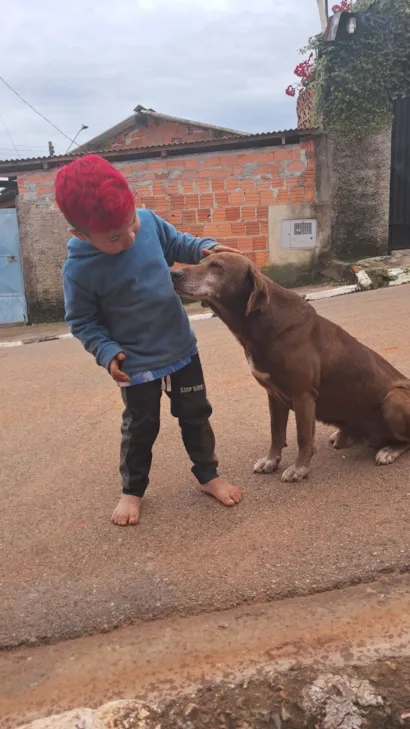 Cachorro raça Labrador idade 5 anos nome zeus
