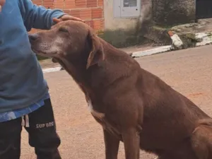 Cachorro raça Labrador idade 5 anos nome zeus