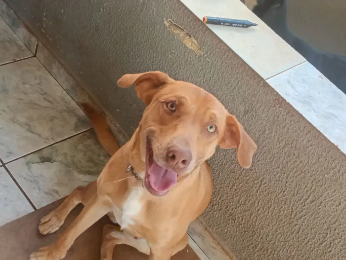 Cachorro raça SRD-ViraLata idade 7 a 11 meses nome Max 