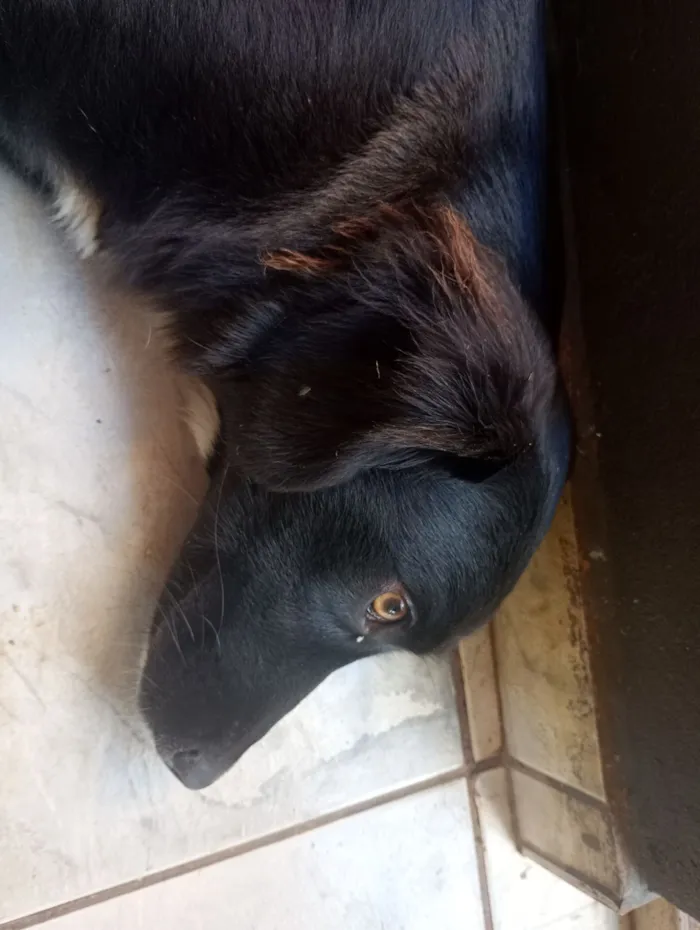 Cachorro raça SRD-ViraLata idade 7 a 11 meses nome Rebeca