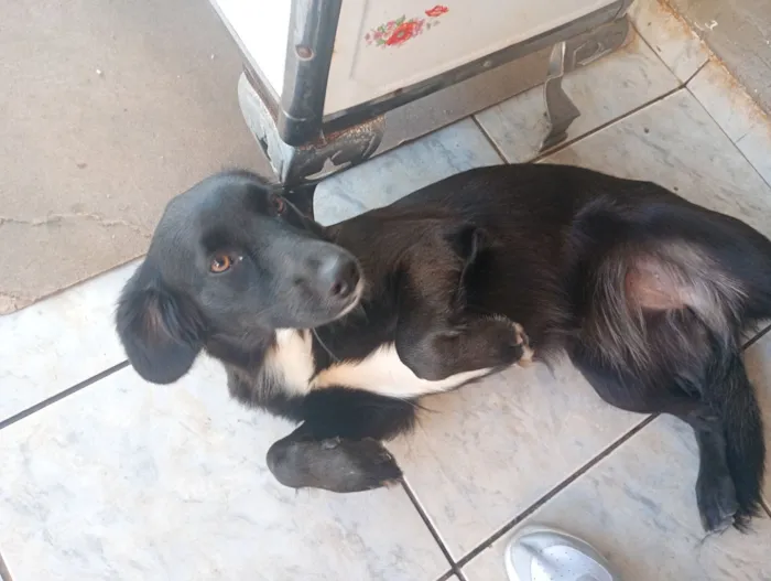 Cachorro raça SRD-ViraLata idade 7 a 11 meses nome Rebeca