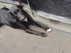Cachorro raça SRD-ViraLata idade 7 a 11 meses nome Rebeca