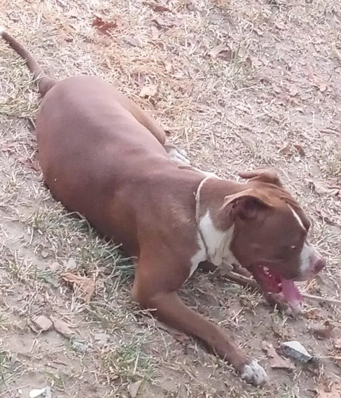 Cachorro raça Pit-Bull idade 2 anos nome Luna