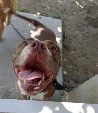 Cachorro raça Pit-Bull idade 2 anos nome Luna