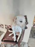 Pipoca