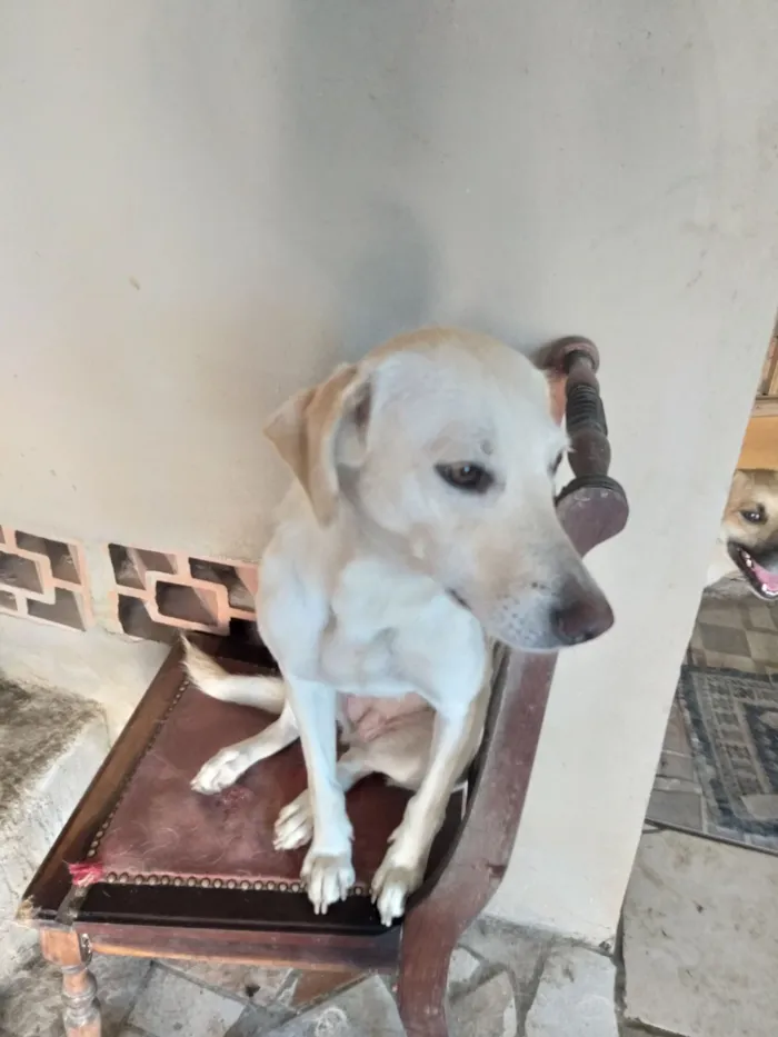 Cachorro raça SRD-ViraLata idade 2 anos nome Pipoca