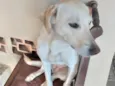 Pipoca
