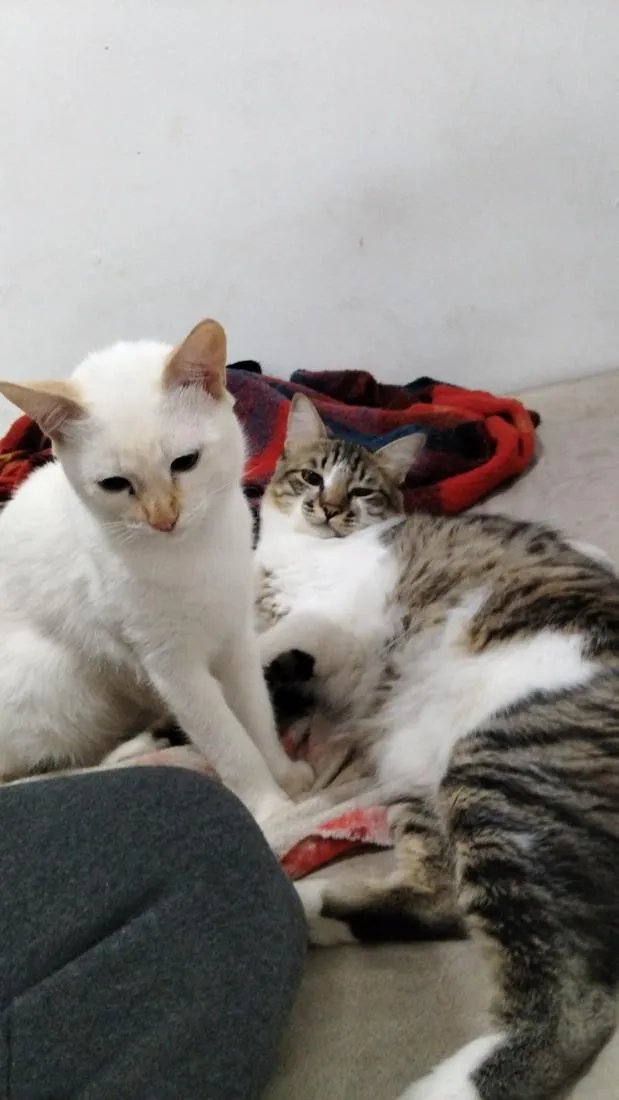 Gato raça SRD-ViraLata idade 7 a 11 meses nome Nino/Gui