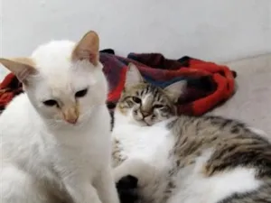 Gato raça SRD-ViraLata idade 7 a 11 meses nome Nino/Gui