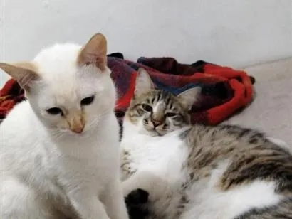 Gato raça SRD-ViraLata idade 7 a 11 meses nome Nino/Gui
