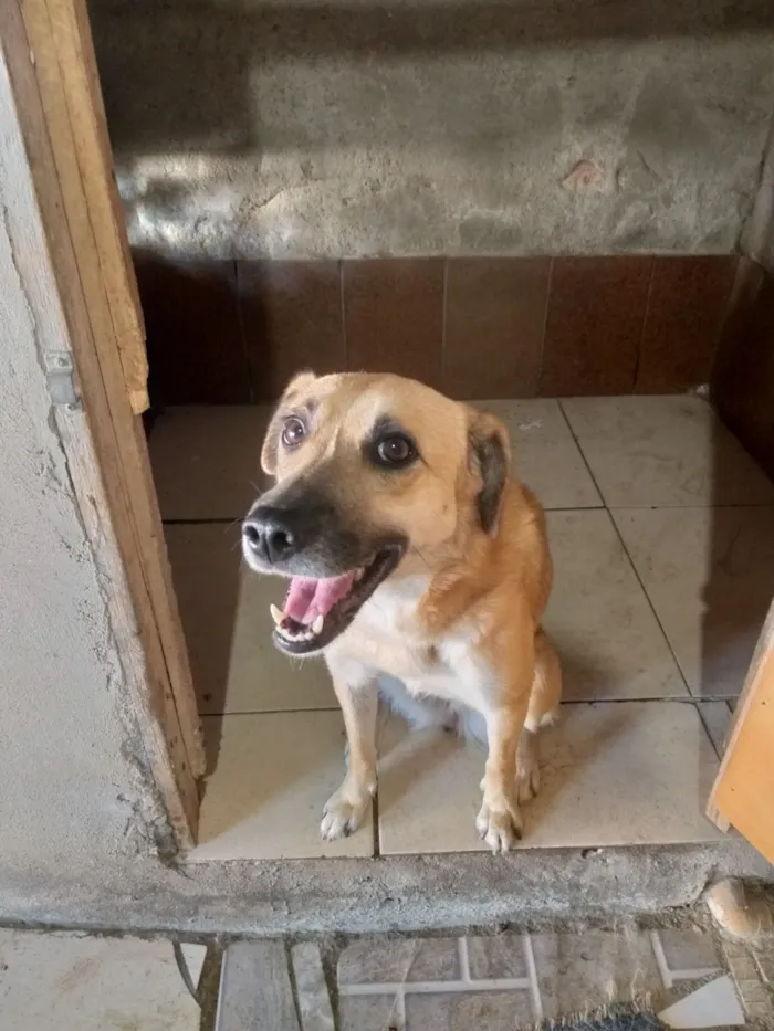 Cachorro raça SRD-ViraLata idade 2 anos nome Dora
