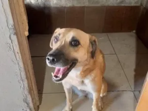 Cachorro raça SRD-ViraLata idade 2 anos nome Dora