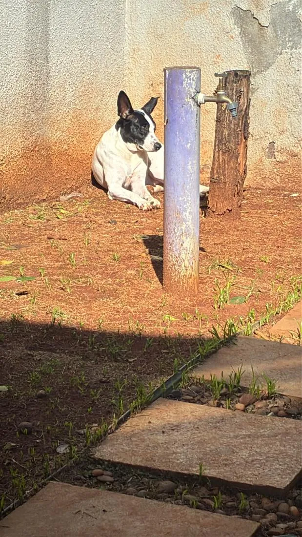 Cachorro raça SRD-ViraLata idade 4 anos nome Pirata