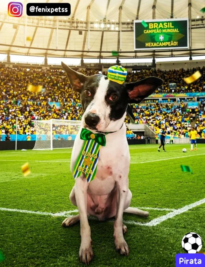 Cachorro raça SRD-ViraLata idade 4 anos nome Pirata