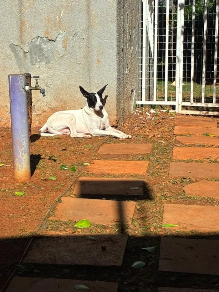 Cachorro raça SRD-ViraLata idade 4 anos nome Pirata