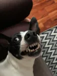 Pirata