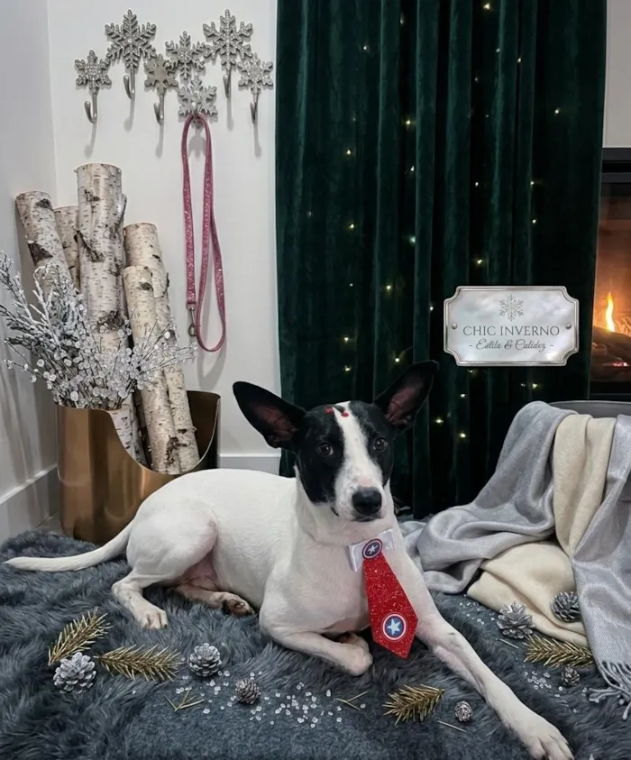 Cachorro raça SRD-ViraLata idade 4 anos nome Pirata