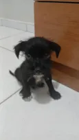 Loki 