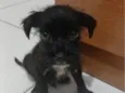 Loki 