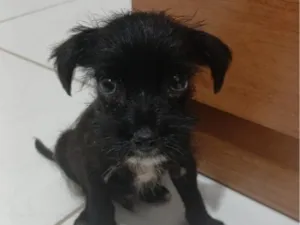 Cachorro raça SRD-ViraLata idade Abaixo de 2 meses nome Loki 