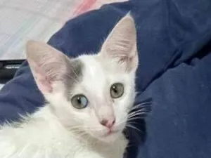 Gato raça SRD-ViraLata idade 2 a 6 meses nome Isabela