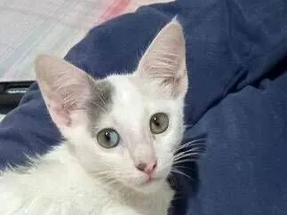 Gato raça SRD-ViraLata idade 2 a 6 meses nome Isabela