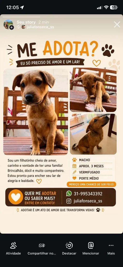 Cachorro raça SRD-ViraLata idade 2 a 6 meses nome Não tem 