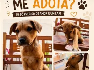 Cachorro raça SRD-ViraLata idade 2 a 6 meses nome Não tem 