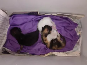 Gato raça SRD-ViraLata idade Abaixo de 2 meses nome Zezé, Camargo e Luciano 