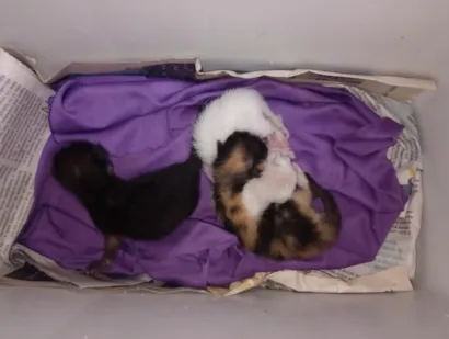 Gato raça SRD-ViraLata idade Abaixo de 2 meses nome Zezé, Camargo e Luciano 