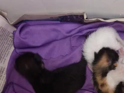 Gato raça SRD-ViraLata idade Abaixo de 2 meses nome Zezé, Camargo e Luciano 