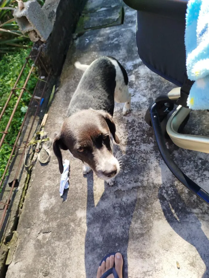 Cachorro raça SRD-ViraLata idade 5 anos nome Amora