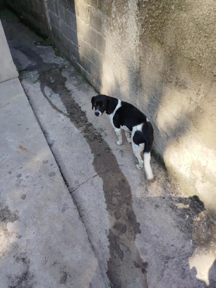 Cachorro raça SRD-ViraLata idade 5 anos nome Amora