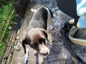 Cachorro raça SRD-ViraLata idade 5 anos nome Amora
