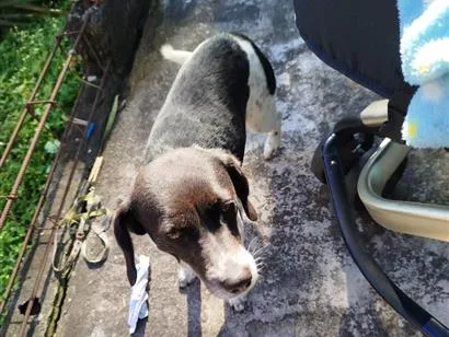 Cachorro raça SRD-ViraLata idade 5 anos nome Amora