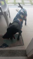 Negão