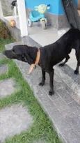 Negão