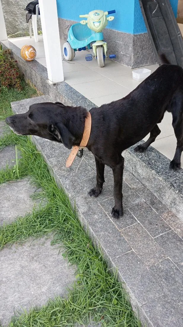 Cachorro raça SRD-ViraLata idade 6 ou mais anos nome Negão