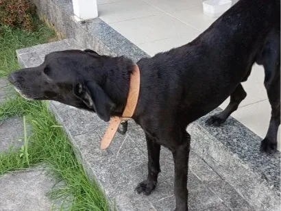 Cachorro raça SRD-ViraLata idade 6 ou mais anos nome Negão