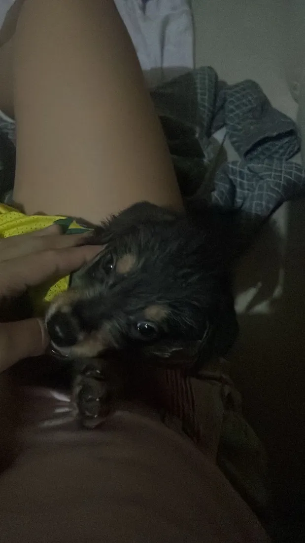 Cachorro raça SRD-ViraLata idade Abaixo de 2 meses nome Nick